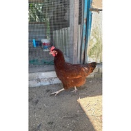 Telur Benih Ayam Penelur Rhode Island Red