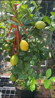 青檸 檸檬樹 樹苗 檸檬苗 果樹 新植物 盆栽盆景 檸檬種植 80cm 一米以下