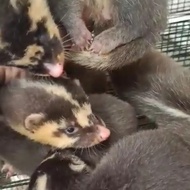 BERKUALITAS Pesenan Musang Biul + Ongkir