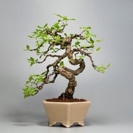 【花果盆景】李氏櫻桃 居家植栽 精品盆栽