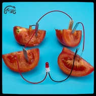 [8C11] 1 Set Children Bio Energy Science Kit Potato Fruit Supply Electricity Experiment [8C]