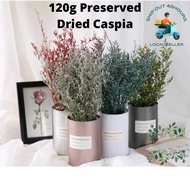 120G CASPIA DRIED FLOWER / REAL PRESERVED DANCING FLOWER / BOUQUET FLOWER / BUNGA HIASAN /