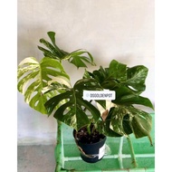 Monstera Albo / Monstera Borsigiana Albo / Monstera variegated