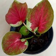 caladium DWI WARNA