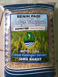 Benih padi Unggul CIPUTRI / Ciherang malay panjang Kemasan 5kg