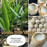 ss bibit kelapa pandan wangi f1 thailand / tanaman kelapa pandan wangi