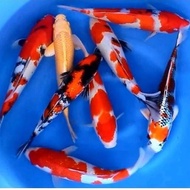 Terjangkau Pakan/Bibit Ikan Koi Blitar Size 12-14Cm Mmal Pemesanan 2