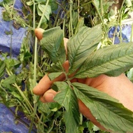 Jiaogulan 7 leaves 0.5 kg