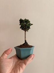 日本石化檜$380（體驗價）