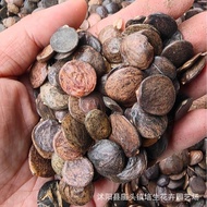 0702921450Wisteria Seed Wisteria Flower Seed Climbing Vine Plant Vine Dill Zhuteng Yellow Ring Seed 