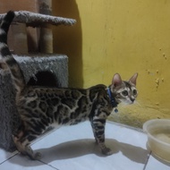 kucing bengal betina hamil