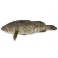 Fresh Grouper Pulau Ketam
