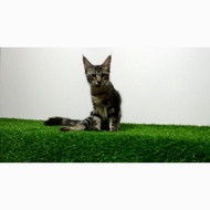 Kucing Mainecoon Pedigree Brown Tabby (Sertifikat CFA)