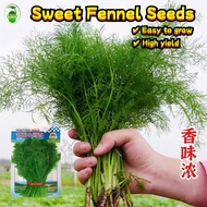 500 Seeds/pack High Yield Sweet Fennel Seeds Biji Benih Daun Dill Adas Fennel Herb Seeds for Plantin