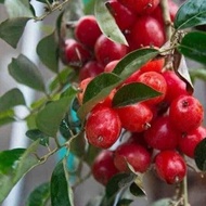 Sweet cherry seedling