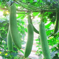 Hybrid Luffa Seeds (10 seeds/bag)