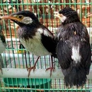 premium burung jalak suren anakan jantan tulen sudah mau mandiri