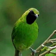 BURUNG CUCAK IJO MINI JANTAN