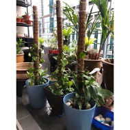 COCO STICK  [ 92CM ] ( COCO FIBER STICK ) PLANT SUPPORT