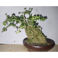 Bonsai seribu bintang - tanaman bonsai seribu bintang