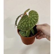 Begonia Chlorostica Sands Plant - Fresh Gardening Indoor Plant Outdoor Plants for Home Garden