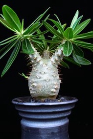 #286 實生象牙宮 Pachypodium rosulatum ssp. gracilius / 塊根植物 Caudex / 另售龜甲龍、索馬里葡萄甕、念珠橄欖