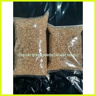 ☂ ❀ ◇ 1kg cat grass seeds (mix barley oat wheat seeds)