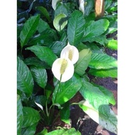 PEACE LILY ORNAMENTAL PLANTS. PEACE PLANTS.