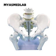 1:1 Scale MaleLumbar Vertebrae with Pelvic, Femur, Spinal Nerves, and Skeletal Model Medical Orthope