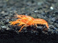 Orange Mexican Dwarf Crayfish | CPO | Cambarellus Puer Orange