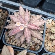 Euphorbia tulearensis red pot 7cm