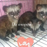 baby musang pandan ekput joss