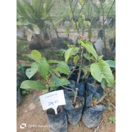 Anak Pokok  Cempedak C28 Hybrid cepat berbuah