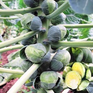 Benih Brussel Sprouts Long Island 30± seed /Baby Cabbage 孢子甘蓝种子