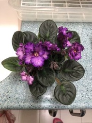 非洲紫羅蘭盆栽，紫色花朵