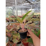 promo aglonema !!! aglaonema obama norioe 1424ym