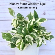 Keratan batang Cutting Njoy pothos Money plant Indoor plant / live plant/glacier Epipremnum aereum g