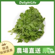 無公害種植新鮮直送羽衣甘藍（150-200g）翠綠鮮嫩 清爽可口