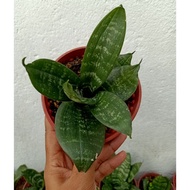 Sansevieria Robusto, Snake Plant, Sansevieria, Indoor Plant, Live Plant