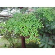 Cypress Essential Oil - 25ml