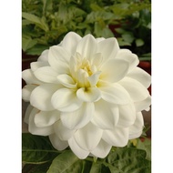 🔥🔥Dahlia Kampung No.09🔥🔥