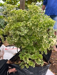 MEDIUM SIZE SUPER LUSH VARIEGATED PAPUA PLANT