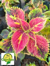 Mayana Coleus Pineapple (Rare Mayana) with FREE plastic pot, and garden soil (Outdoor Plant, Real Plant, Live Plant and Limited Stock)