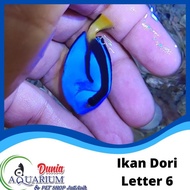 Ikan Hias Laut Dori Dory Blue Tang Letter Six Marine Reef Tank Teman