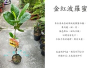 心栽花坊-金紅波羅蜜/波蘿蜜/水果苗/波羅蜜品種/嫁接苗/售價900特價750