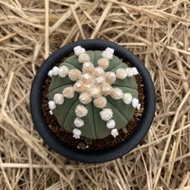 tanaman hias/kaktus/astrophytum nudum oibo 02