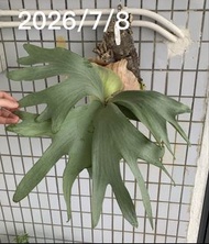 滿月鹿角蕨 側芽（可挑）