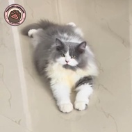kucing Persia jantan abu putih usia 8 bulan