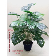 Pokok Viral / Pokok Hiasan | MONSTERA | KELADI