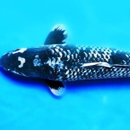 IKAN KOI IMPORT GINRIN MATSUKAWABAKE LANGKA IKAN KOI SHOWA KOHAKU